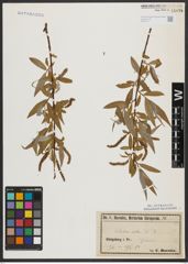 Foto von Salix alba L.
